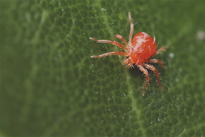 Paano mapupuksa ang isang spider mite sa isang greenhouse
