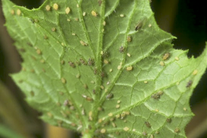 Paano mapupuksa ang aphids sa mga pipino