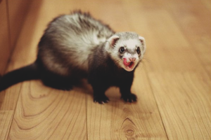 Paano malutas ang isang ferret upang kumagat
