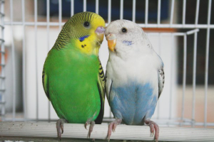 Paano mag-breed ng budgies