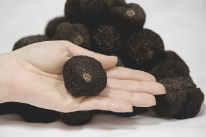 Paano palaguin ang truffle