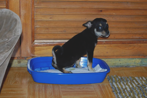 Paano magturo ng laruang terrier sa tray