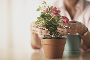 Paano pag-aalaga para sa isang potted rosas