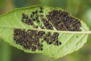 Paano mapupuksa ang aphids sa mga puno