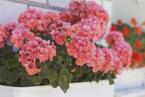 Paano alagaan ang mga geranium