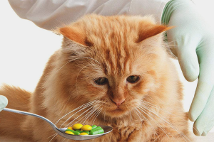 Paano bigyan ang isang pusa ng pill ng uod