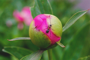 Paano mapupuksa ang mga ants sa mga peonies