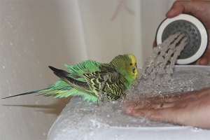 Paano maligo ang mga budgies