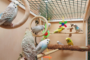 Paano magbigay ng kasangkapan sa isang hawla para sa isang budgie