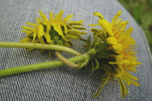 Paano alisin ang mga mantsa mula sa mga dandelion