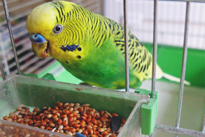 Paano pakainin ang isang budgie