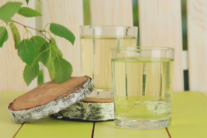 Paano mangolekta ng birch sap