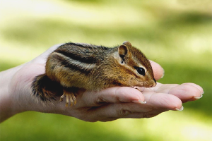 Paano mag-aalaga ng isang chipmunk