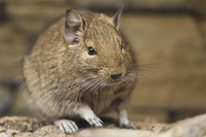 Paano alagaan ang degu