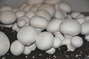 Paano palaguin ang mga champignon