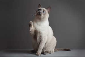 Paano sanayin ang isang pusa