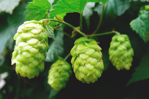 Paano mapupuksa ang mga hops sa hardin