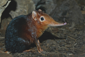 Paano mapupuksa ang isang shrew