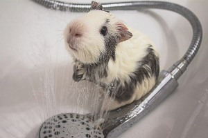Paano maligo ang isang guinea pig