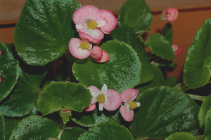 Paano palaguin ang begonia