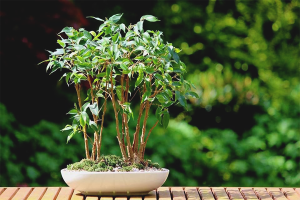 Paano palaguin ang ficus