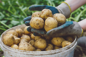 Paano palaguin ang isang mahusay na taniman ng patatas