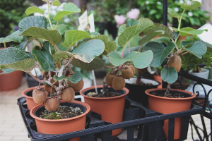Paano palaguin ang kiwi