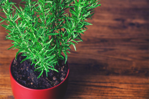 Paano palaguin ang rosemary