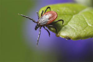 Paano protektahan ang iyong sarili mula sa mga ticks