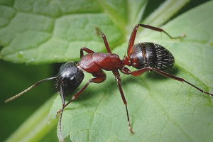 Paano haharapin ang mga ants sa hardin
