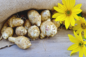 Paano mag-imbak sa Jerusalem artichoke