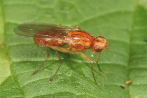 Paano mapupuksa ang isang carrot fly
