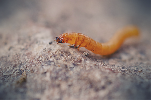 Paano mapupuksa ang wireworm sa hardin