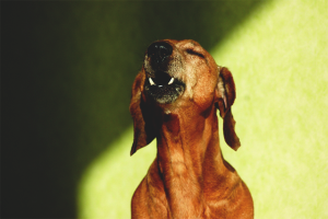 Paano malutas ang isang aso upang mag-bark sa bahay