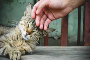 Paano gumawa ng pagmamahal sa pusa