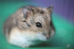Paano mag-aalaga ng isang hamster jungarik