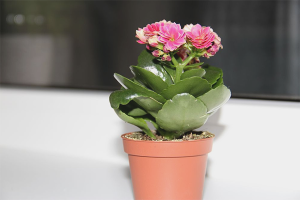 Paano pag-aalaga ang Kalanchoe