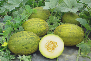 Paano palaguin ang mga melon sa bukas na lupa