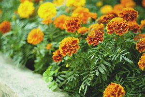 Paano palaguin ang mga marigold mula sa mga buto
