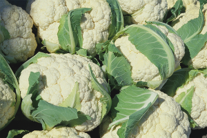 Paano palaguin ang cauliflower sa bukas na lupa