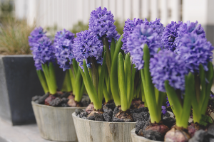 Paano palaguin ang hyacinth