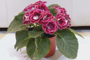 Paano palaguin ang gloxinia mula sa mga buto