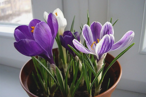 Paano palaguin ang mga crocus