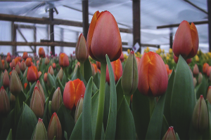 Paano palaguin ang mga tulip sa isang greenhouse