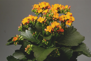 Paano gumawa ng Kalanchoe pamumulaklak