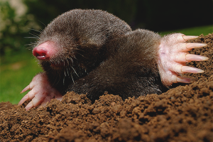 Paano haharapin ang mga moles sa hardin