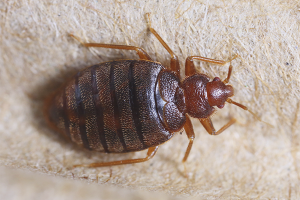 Paano makitungo sa mga bug ng kama