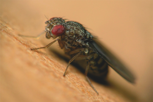 Paano mapupuksa ang Drosophila sa isang apartment