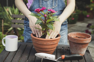 Paano i-transplant ang isang bulaklak sa isa pang palayok