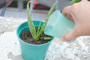 Paano mag-water aloe